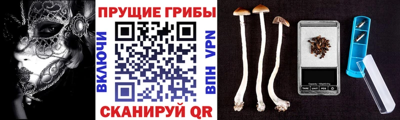 Псилоцибиновые грибы мицелий  Волхов 
